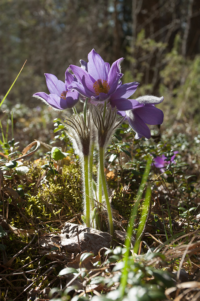 Изображение особи Pulsatilla patens.