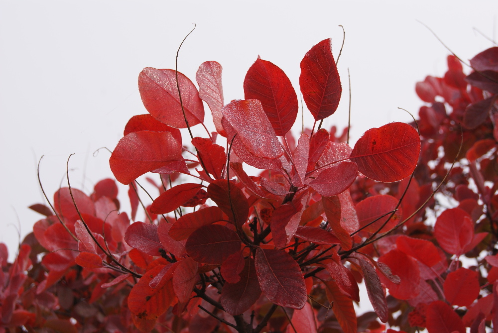 Image of Cotinus coggygria specimen.