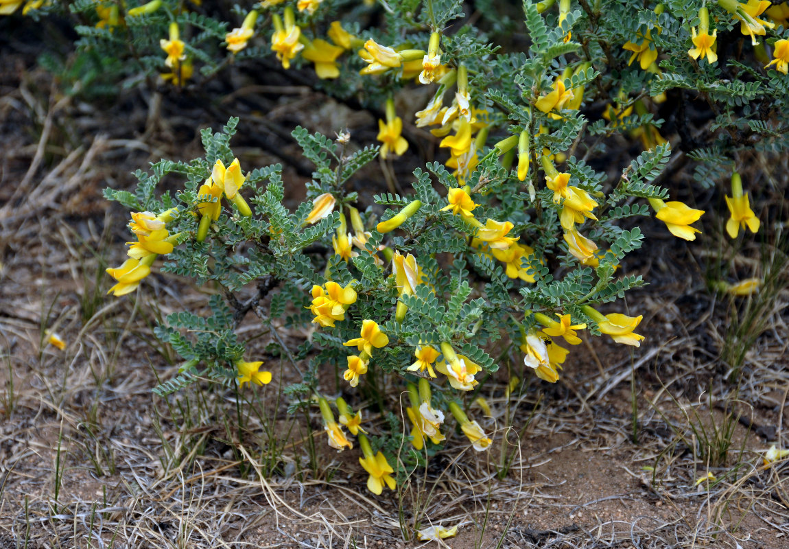 Image of Caragana microphylla specimen.