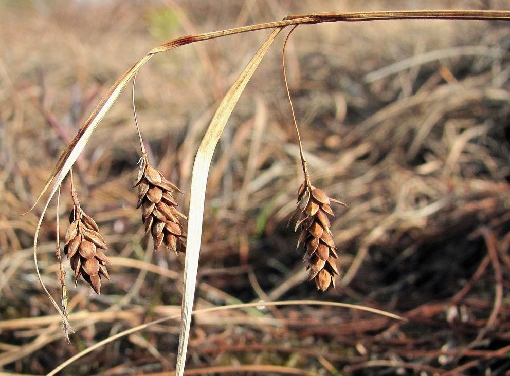 Изображение особи Carex paupercula.