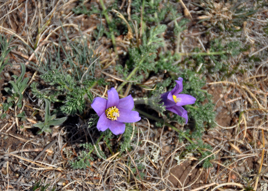 Изображение особи Pulsatilla tenuiloba.