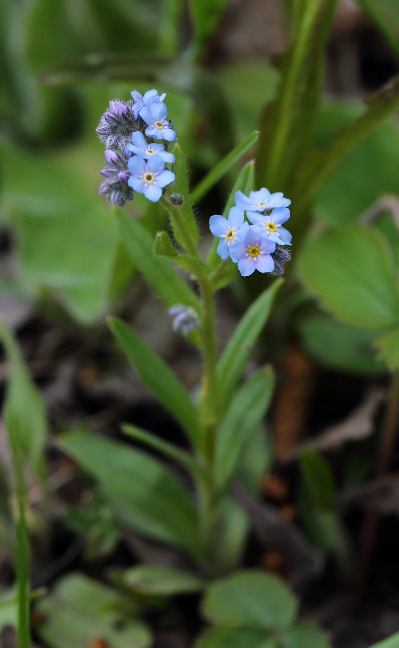 Image of Myosotis imitata specimen.