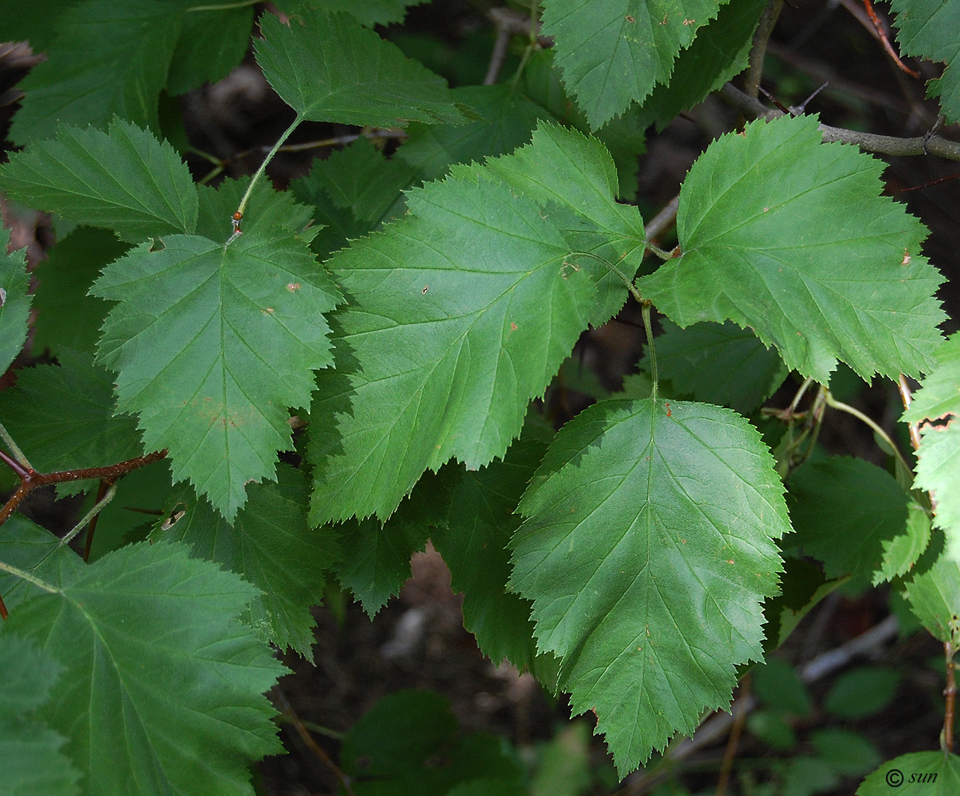 Image of Crataegus submollis specimen.