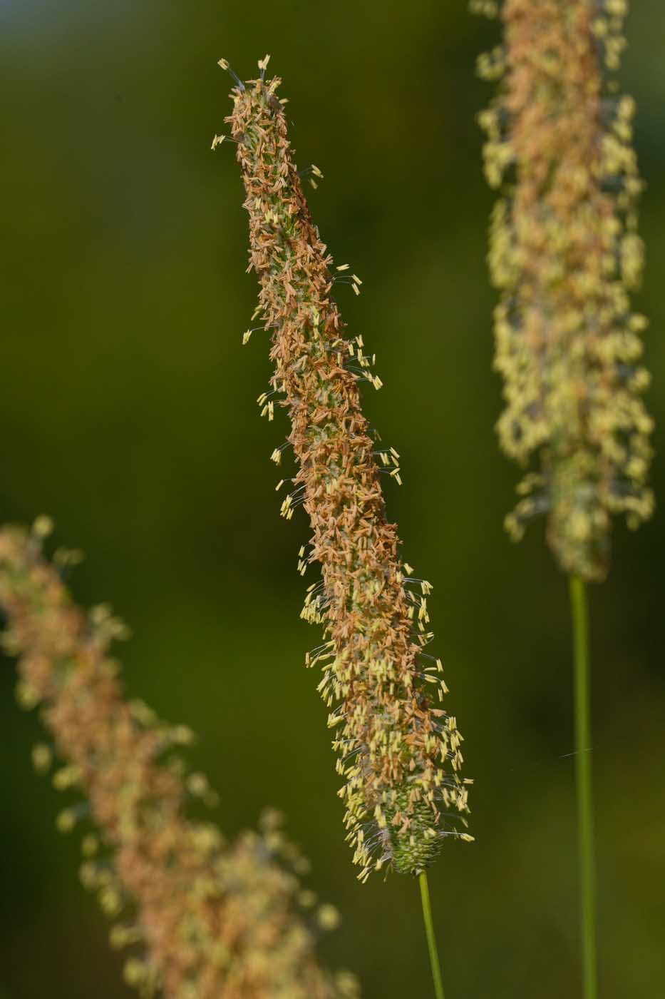 Image of Phleum pratense specimen.