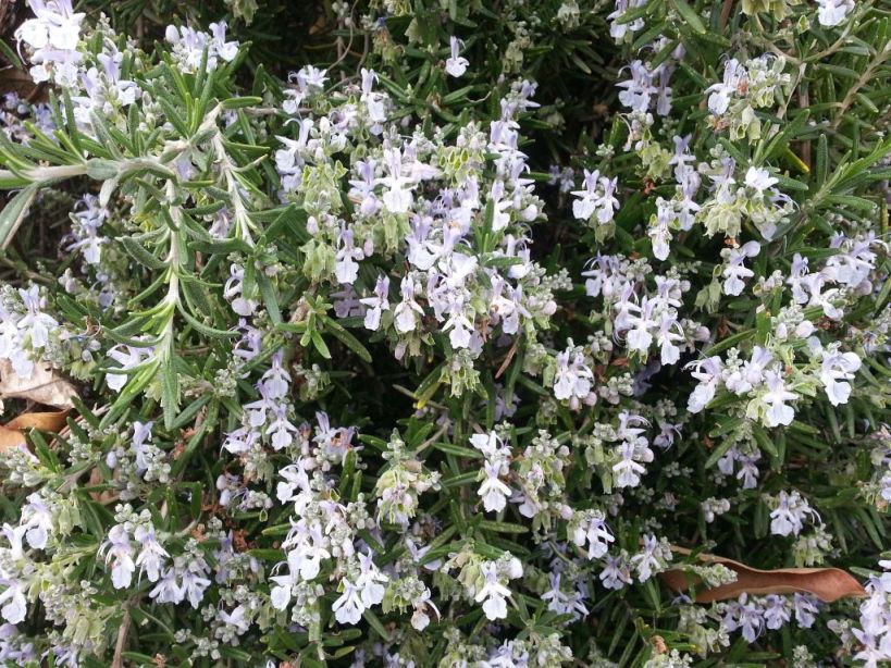 Image of Rosmarinus officinalis specimen.