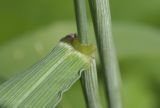 Triticum volgense