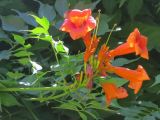 Campsis radicans