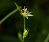 Juncus bufonius