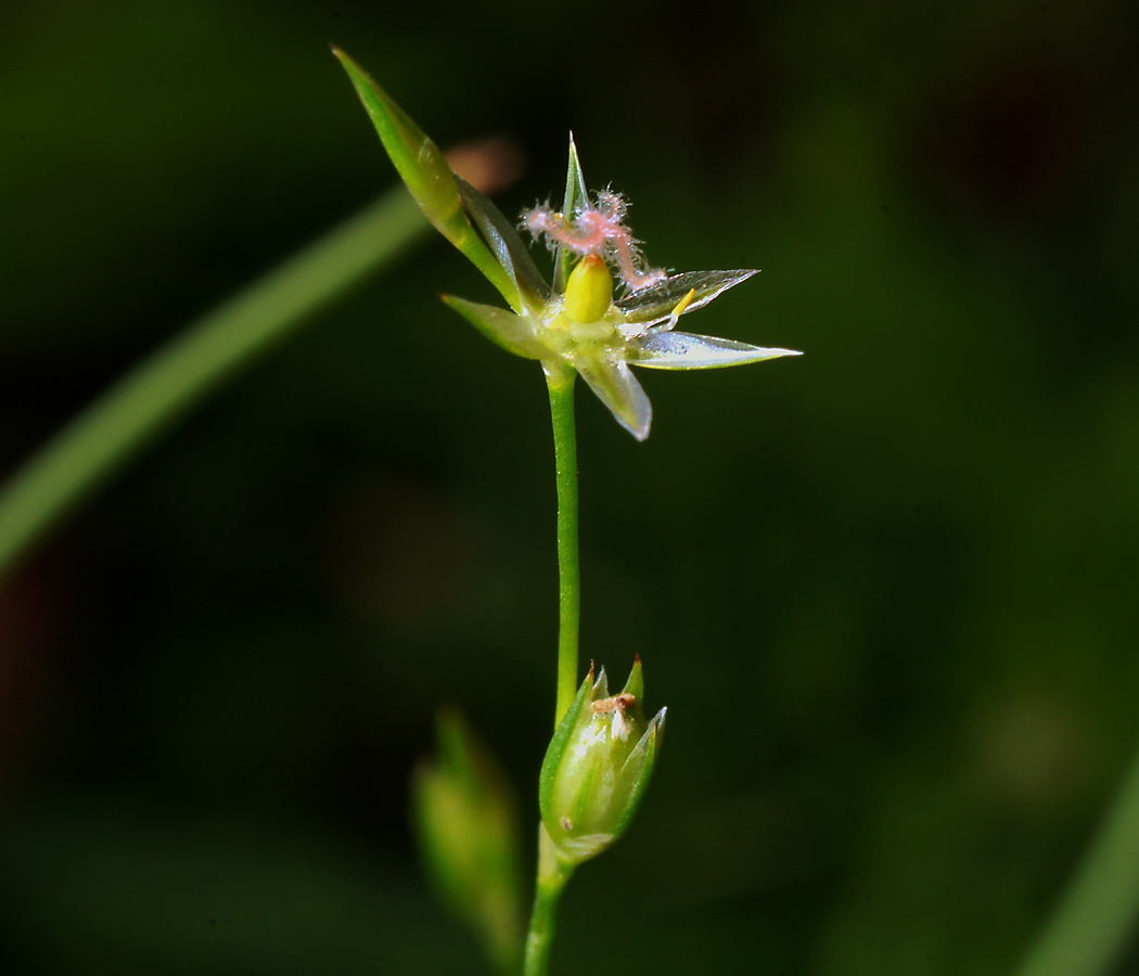 Изображение особи Juncus bufonius.