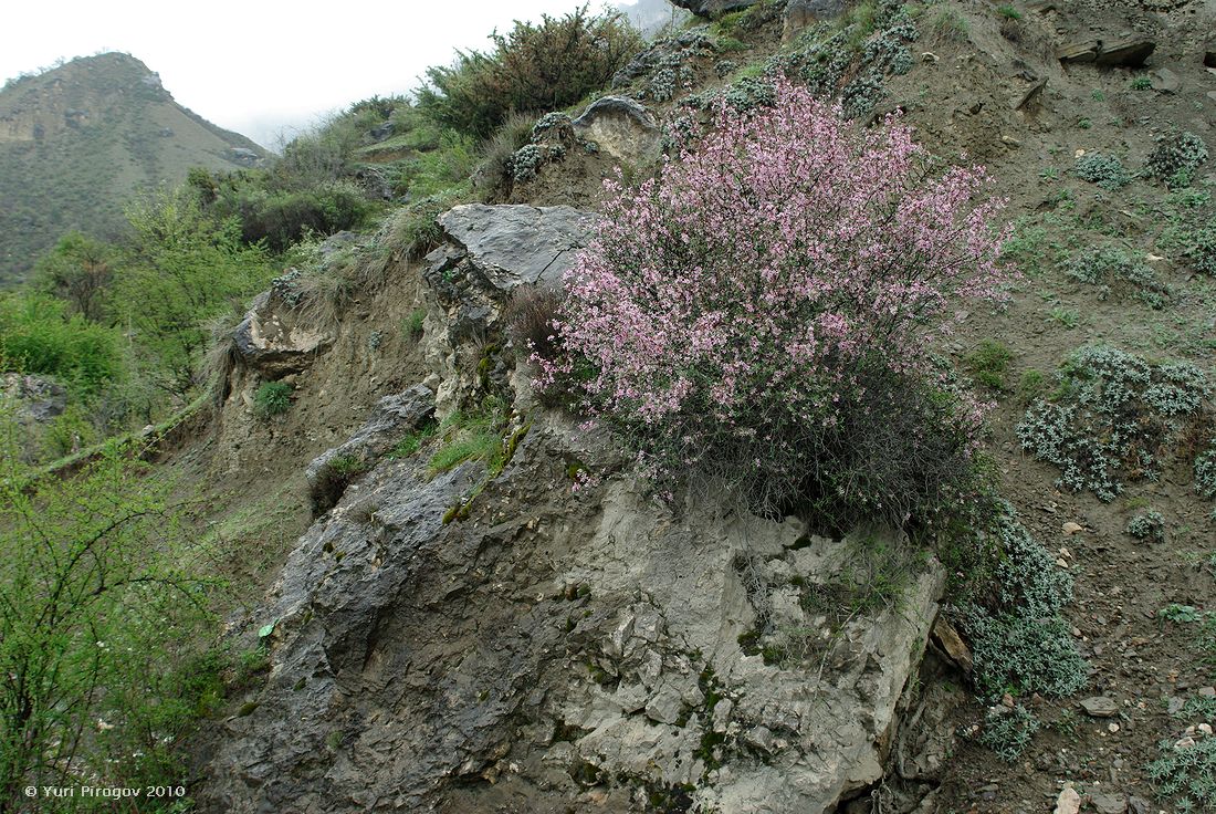 Изображение особи Cerasus incana.