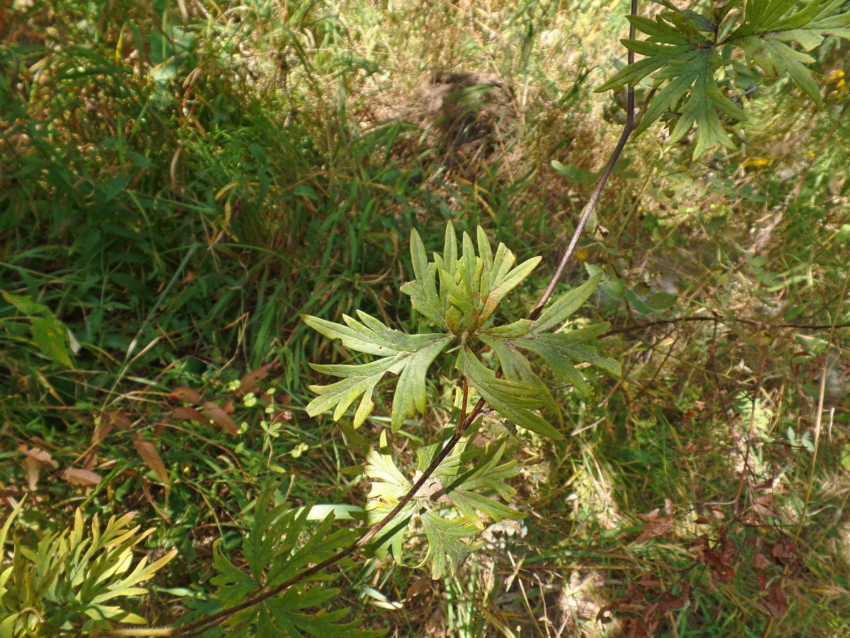 Изображение особи Aconitum volubile.