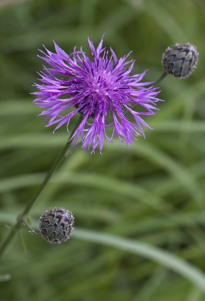 Image of Centaurea scabiosa specimen.