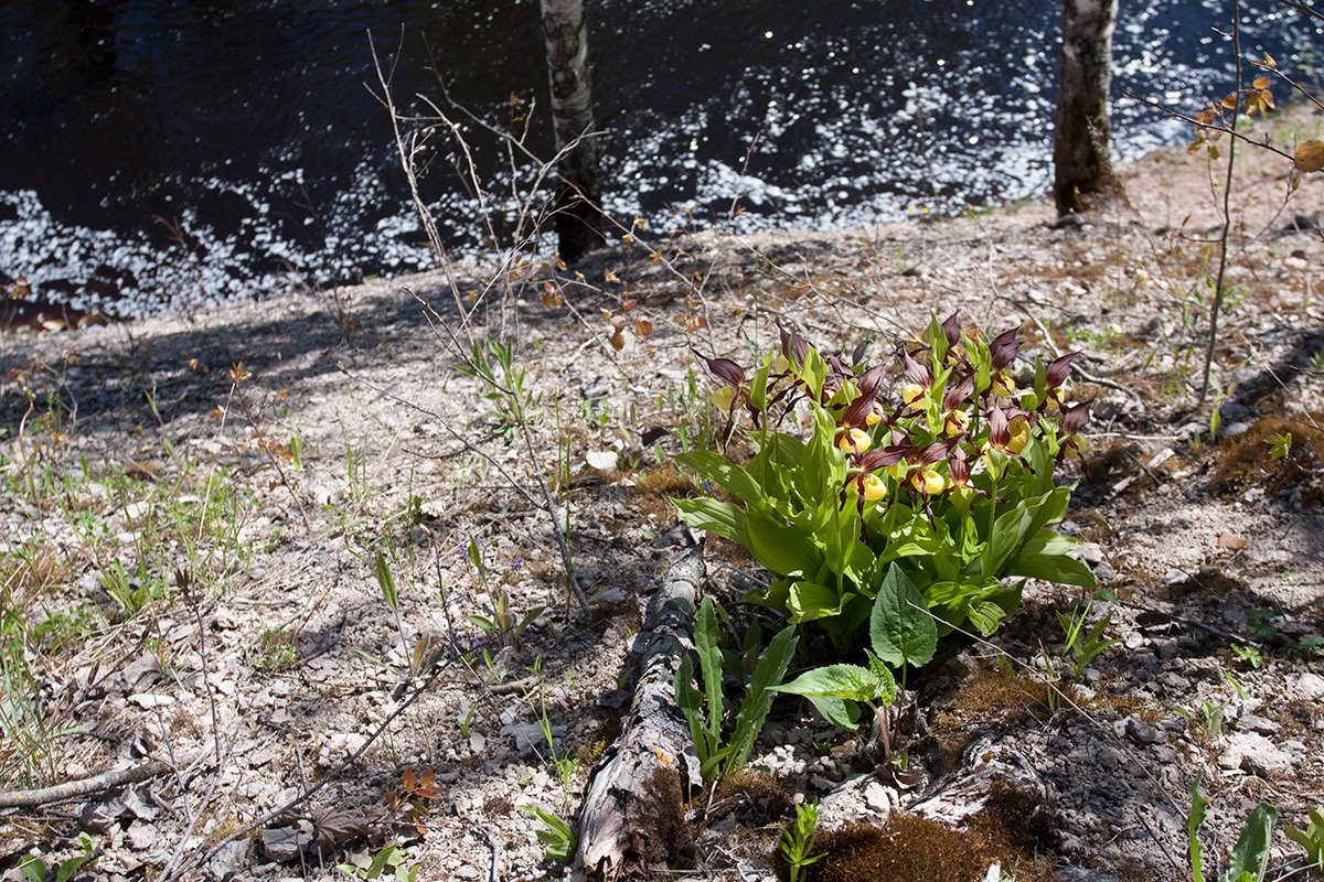 Image of Cypripedium calceolus specimen.