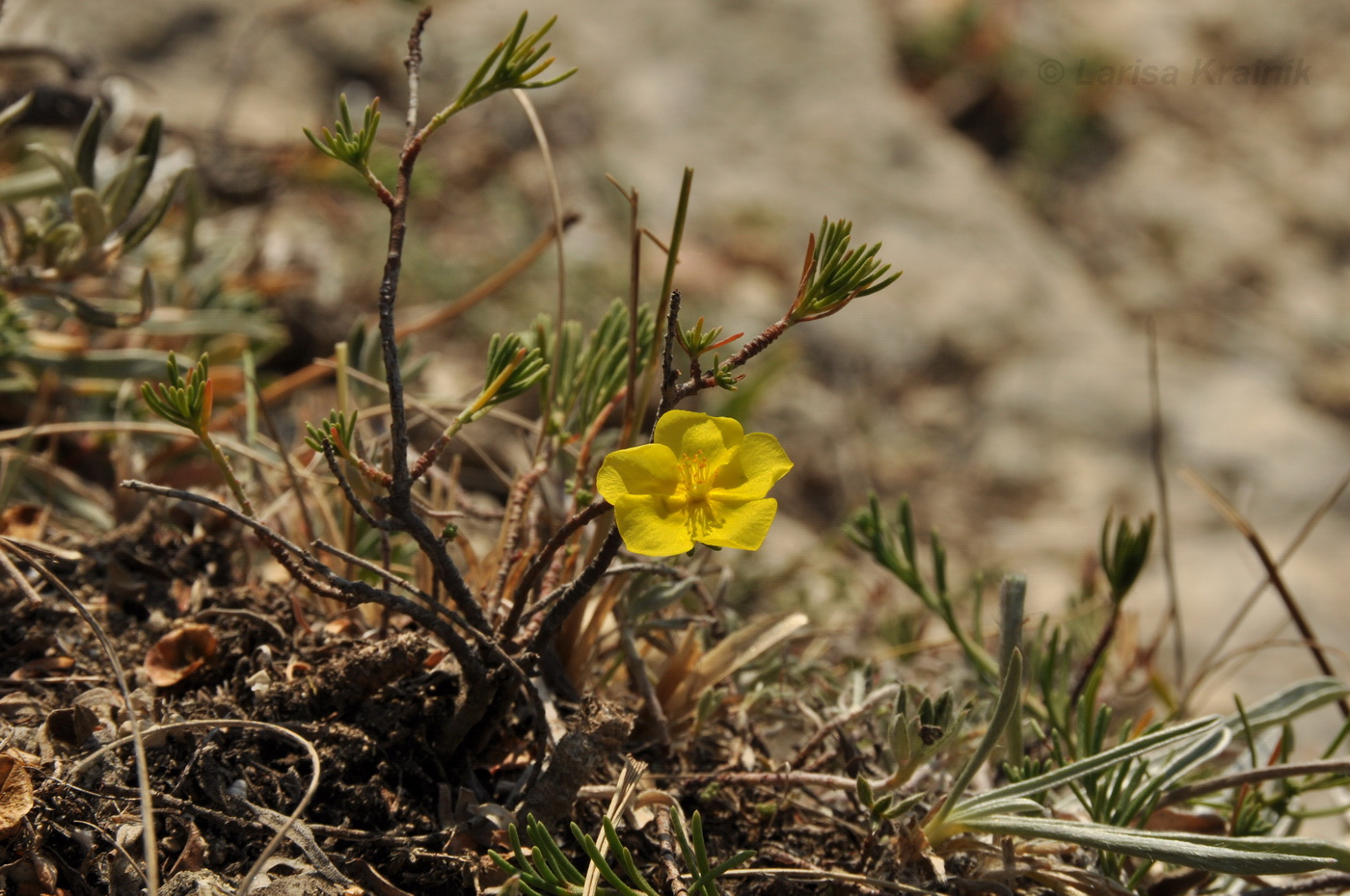 Image of Fumana procumbens specimen.