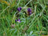 Medicago sativa. Верхушка отцветающего растения. Украина, Ивано-Франковская обл., Долинский р-н, Старомизунский сельсовет, окр. с. Новый Мизунь, болото Ширковец, луг близ болота Ширковец. 25.09.2017.