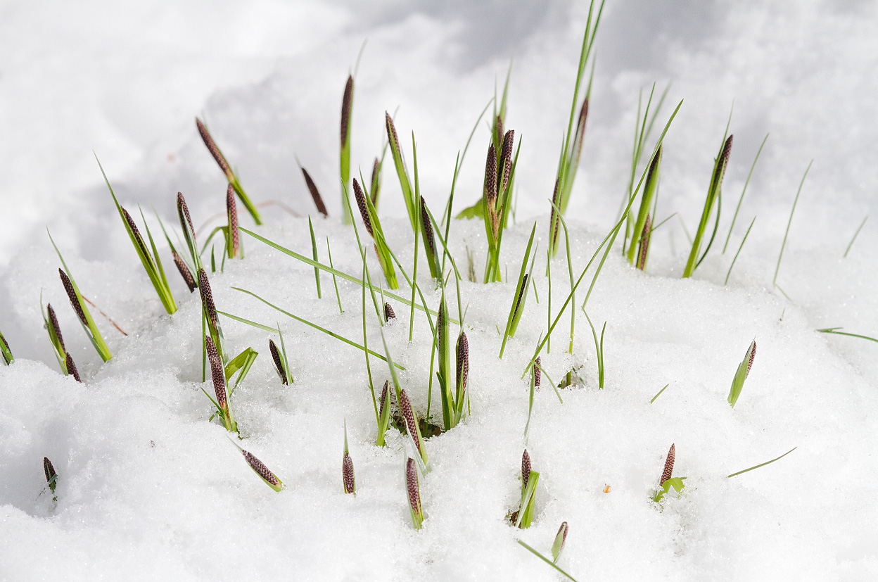 Изображение особи Carex cespitosa.