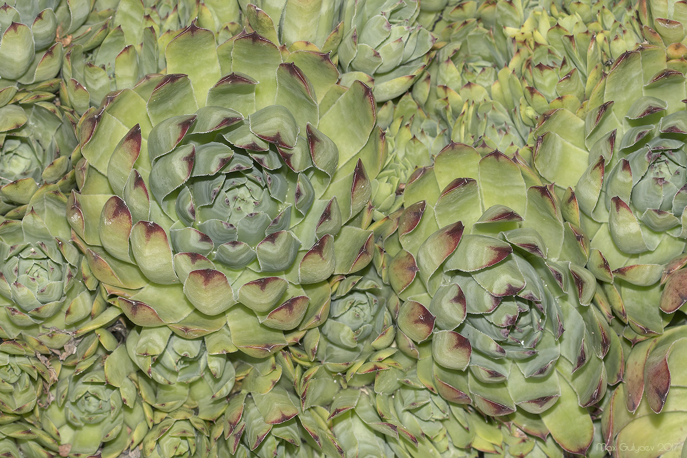 Изображение особи Sempervivum tectorum.