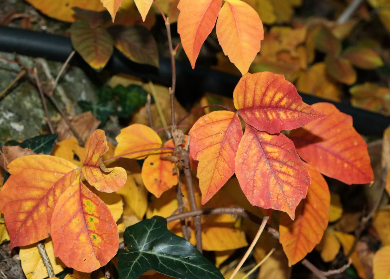 Изображение особи Toxicodendron radicans.