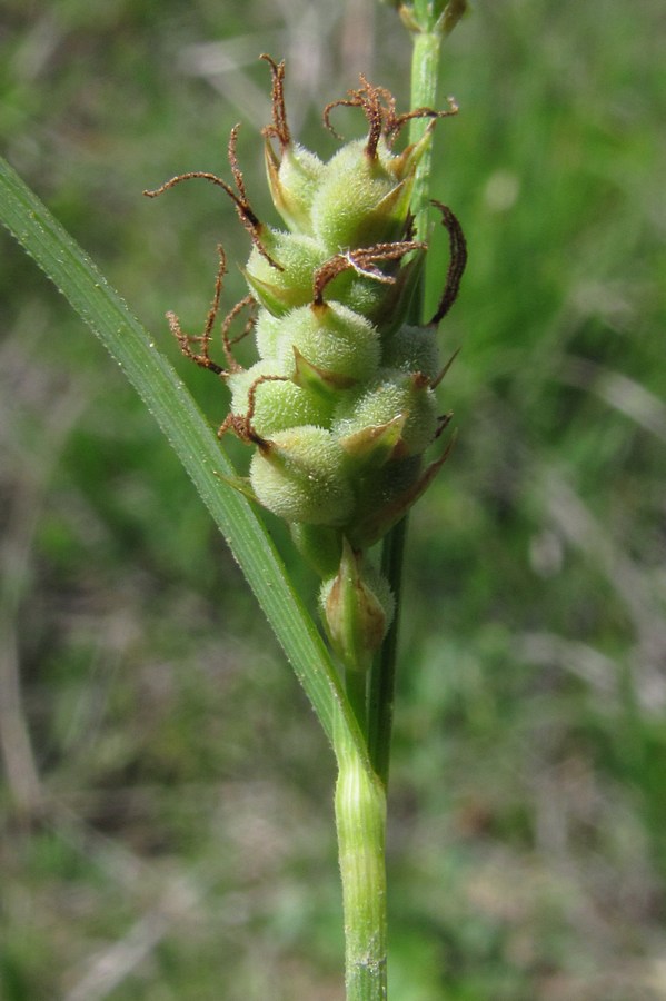 Image of Carex tomentosa specimen.