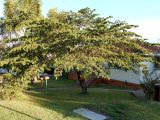 Muntingia calabura. Дерево с цветками и завязавшимися плодами. Австралия, г. Брисбен, в культуре. 05.11.2017.