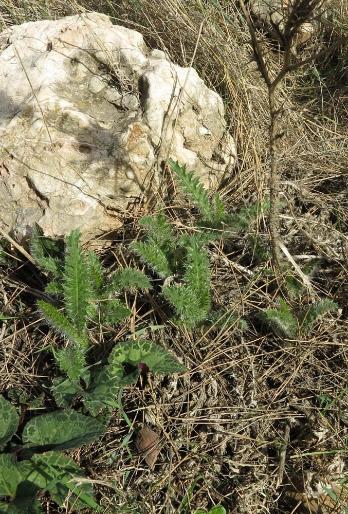 Изображение особи Carlina curetum.