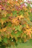 Liquidambar styraciflua. Листья, принимающие осеннюю окраску. Краснодарский край, Черноморское побережье Кавказа, окр. г. Новороссийск, с. Абрау-Дюрсо, в культуре. 21 октября 2017 г.