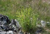 genus Calamagrostis. Цветущее растение. Коми, Интинский р-н, Приполярный Урал, хр. Малдынырд, левый борт р. Балбанъю, приводораздельное плато над каром оз. Грубепендиты. 30.07.2017.