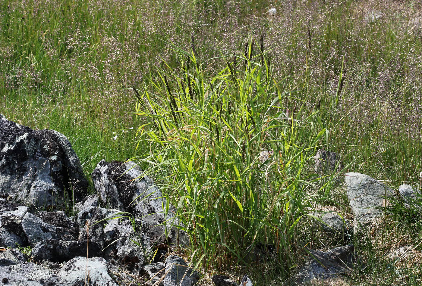 Изображение особи род Calamagrostis.