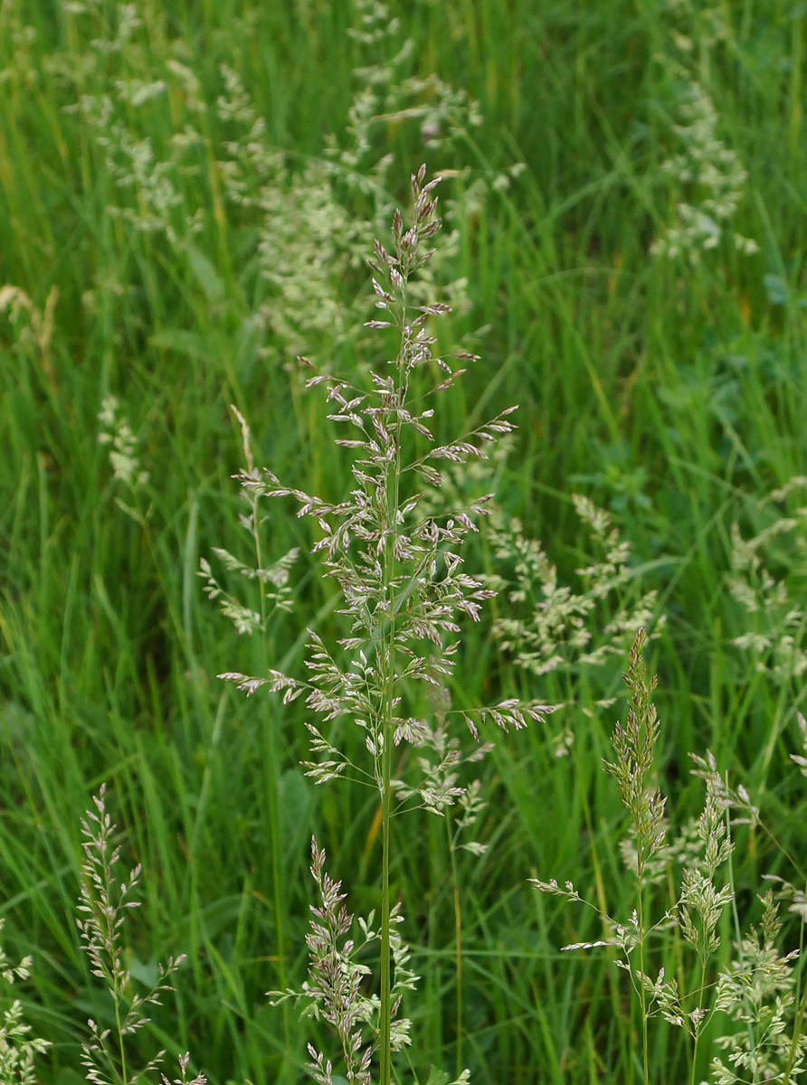 Image of Poa angustifolia specimen.