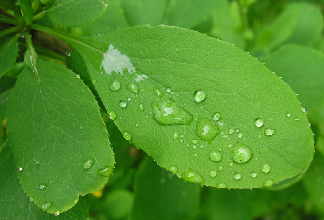 Image of Berberis vulgaris specimen.