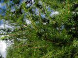 Larix sibirica. Ветвь с молодыми побегами. Беларусь, Гродненская обл., Новогрудский р-н, Брольникский сельсовет, окр. дер. Примень, искусственные посадки лиственницы. 19.08.2015.