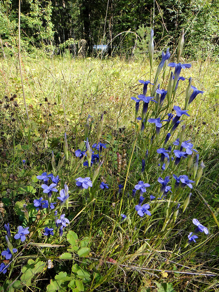 Image of Gentianopsis barbata specimen.