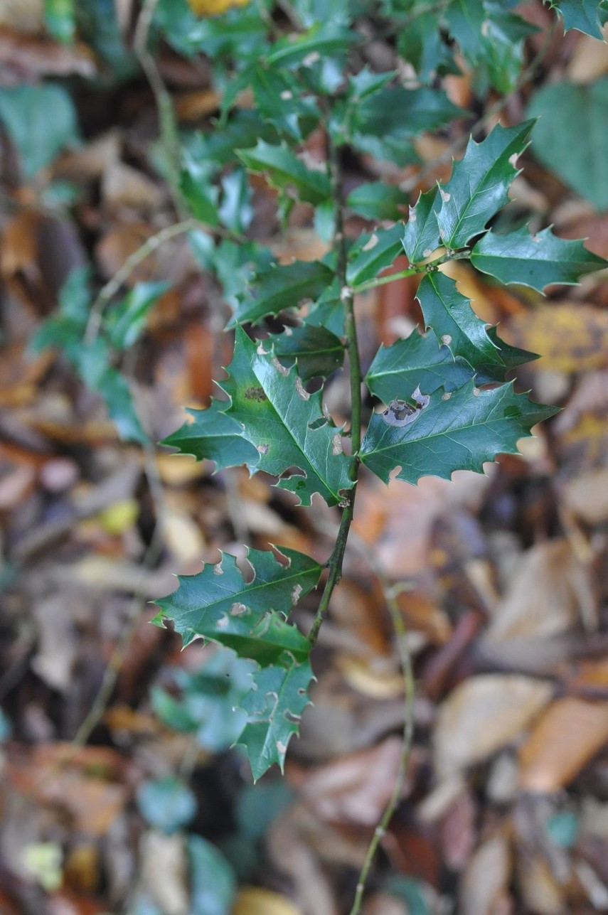 Image of Ilex colchica specimen.