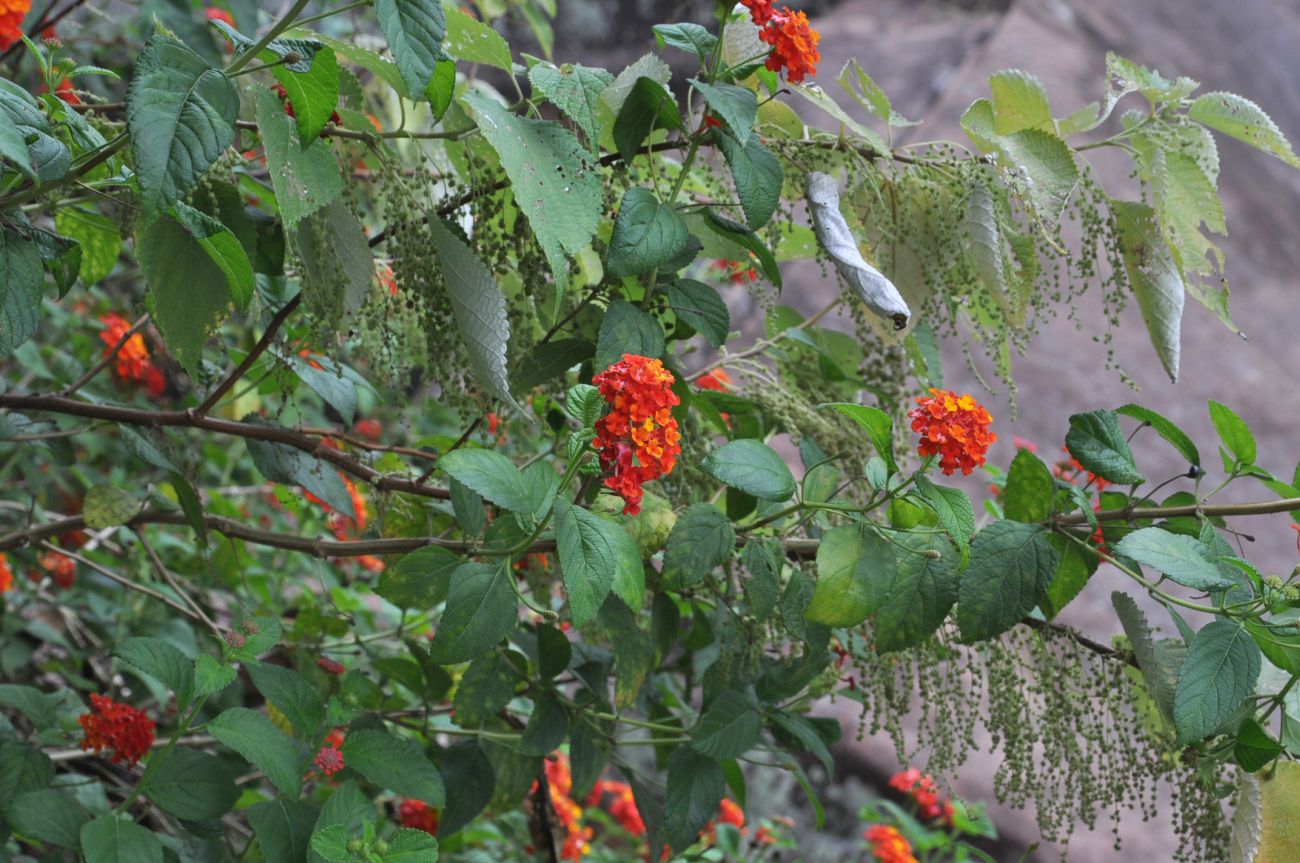 Изображение особи Lantana camara.