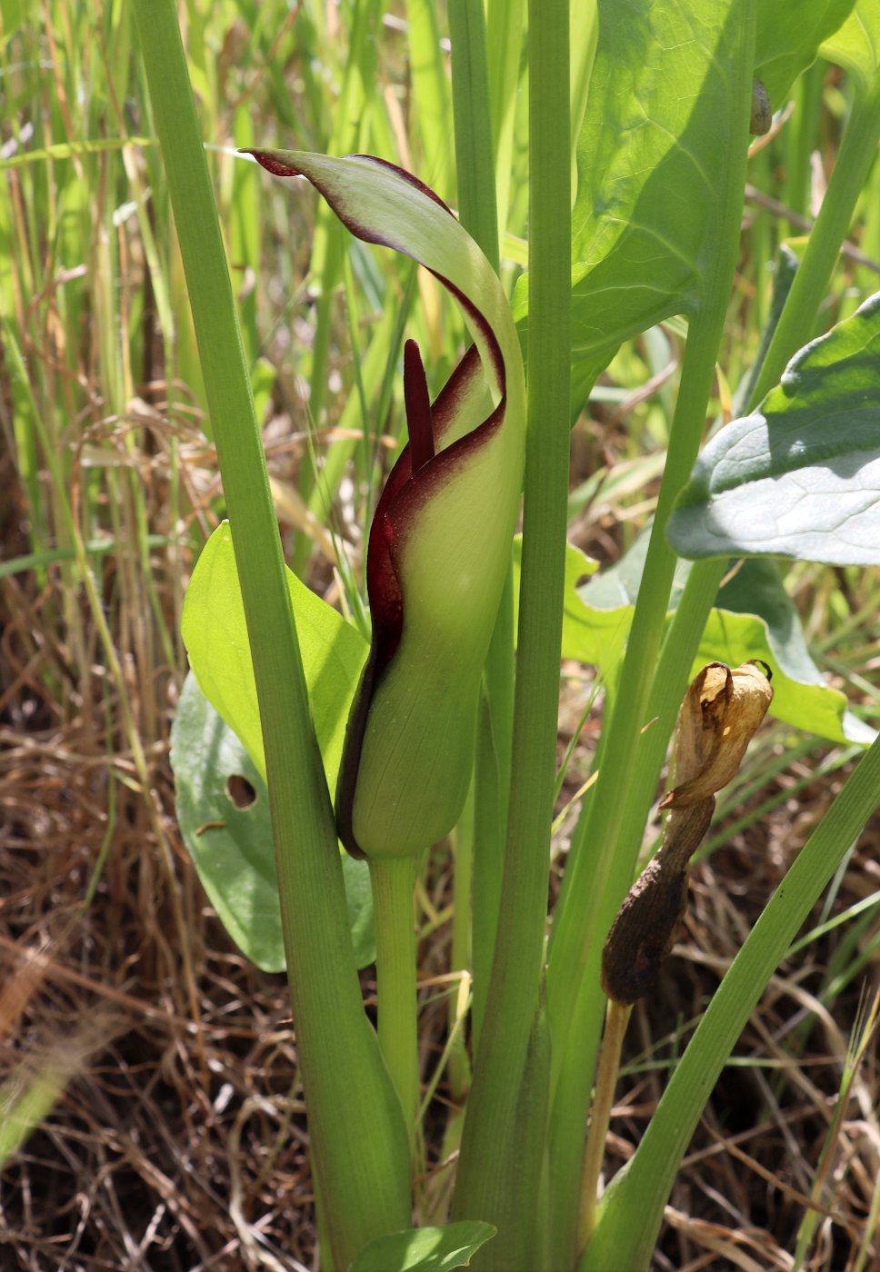 Image of Arum hygrophilum specimen.