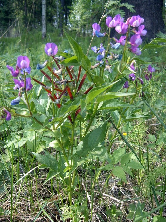 Image of Lathyrus vernus specimen.