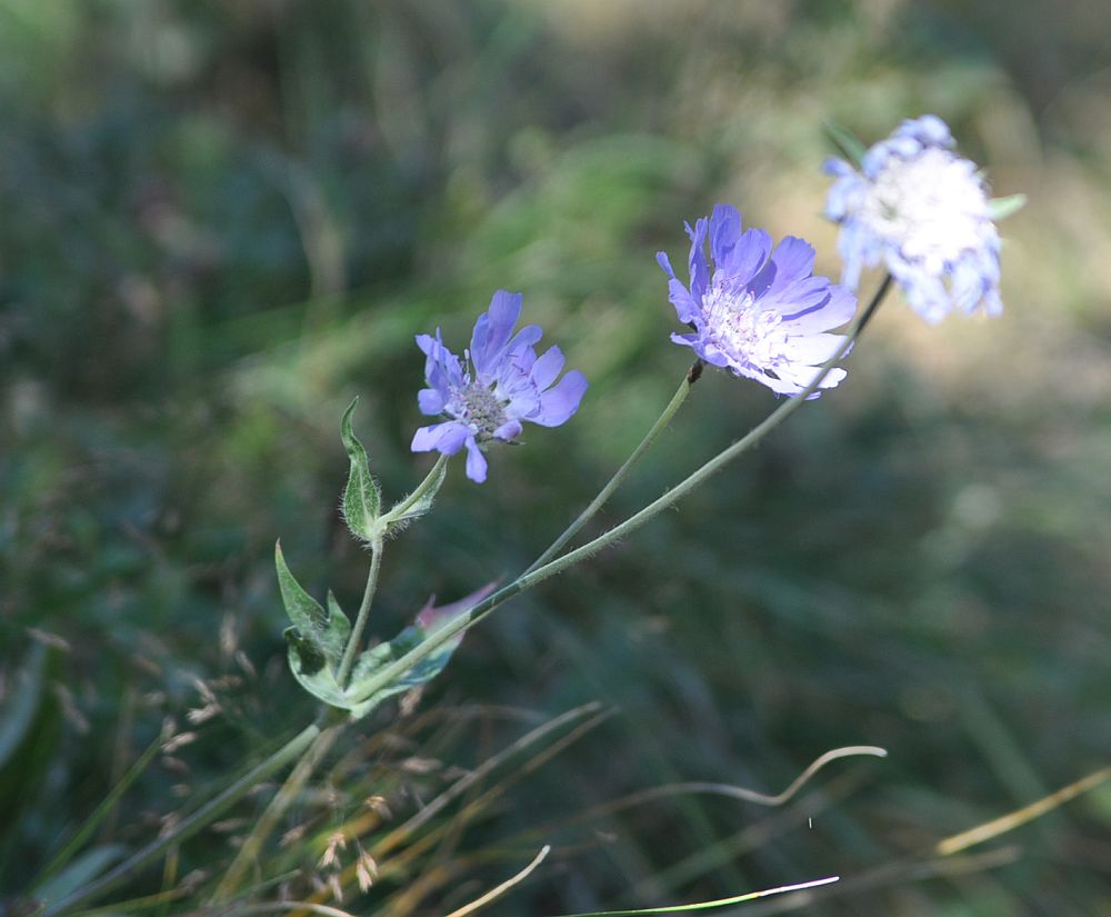 Image of Lomelosia caucasica specimen.