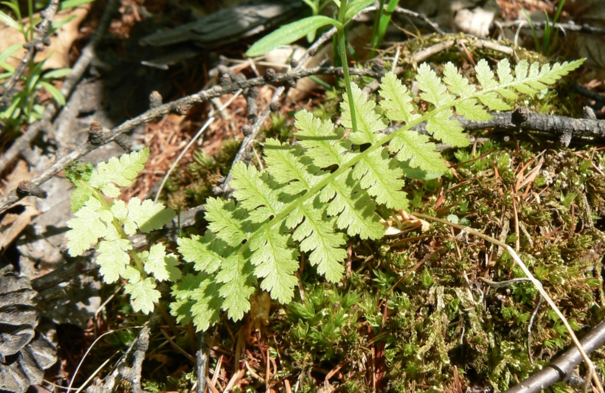 Image of class Polypodiopsida specimen.