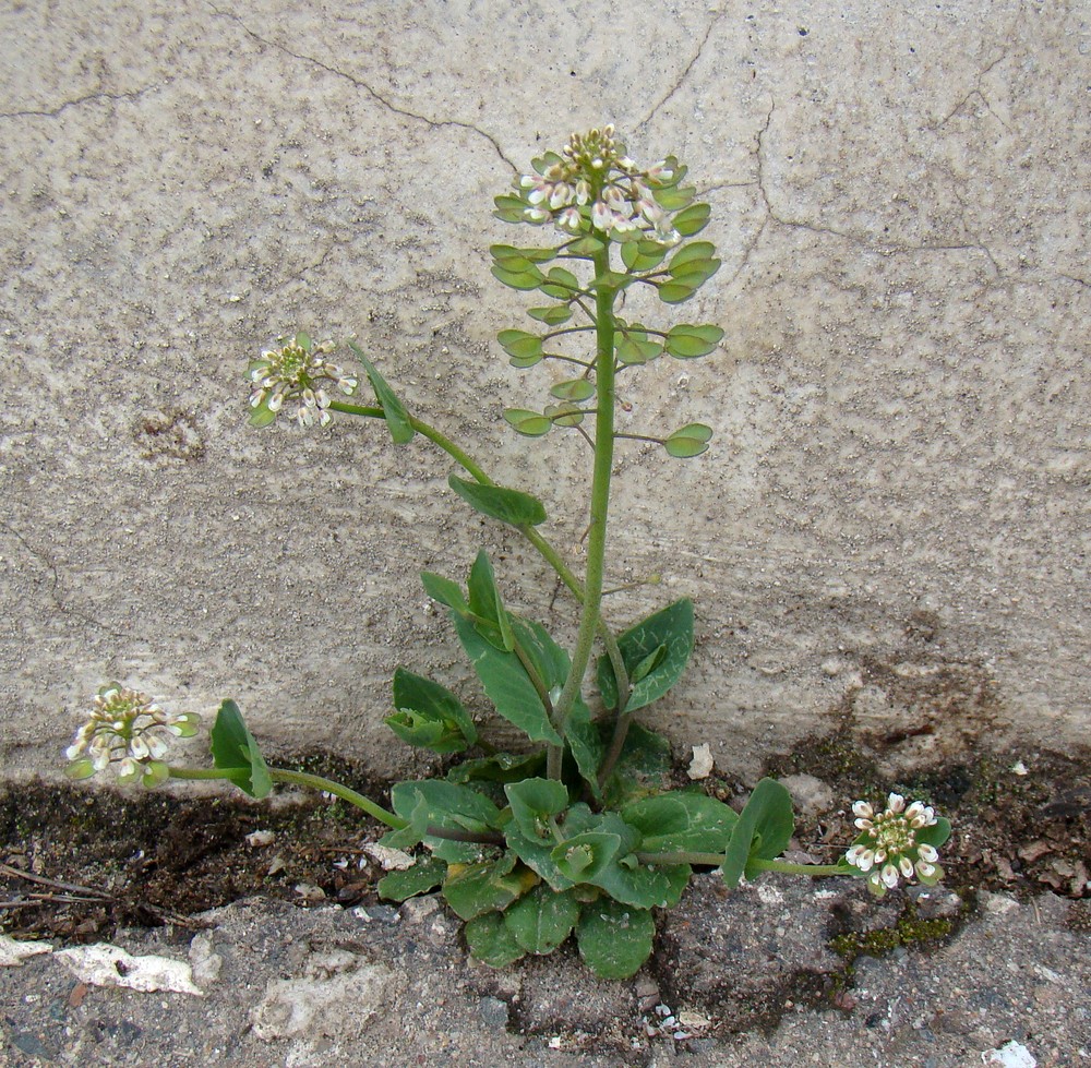 Image of Microthlaspi perfoliatum specimen.