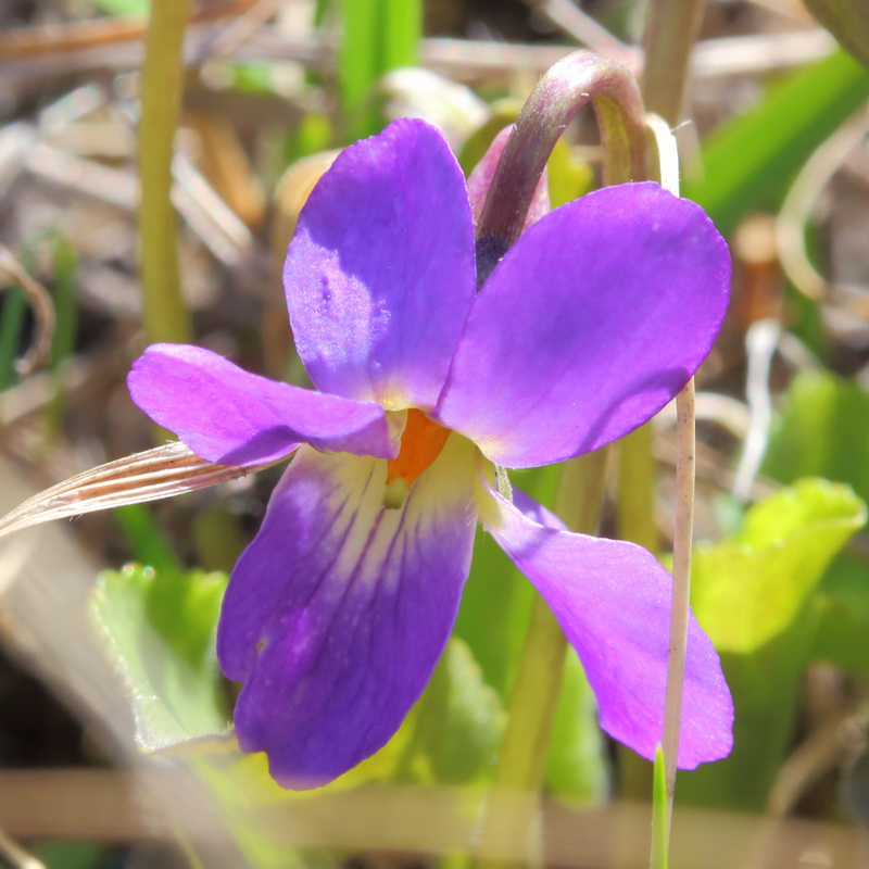 Изображение особи Viola ambigua.