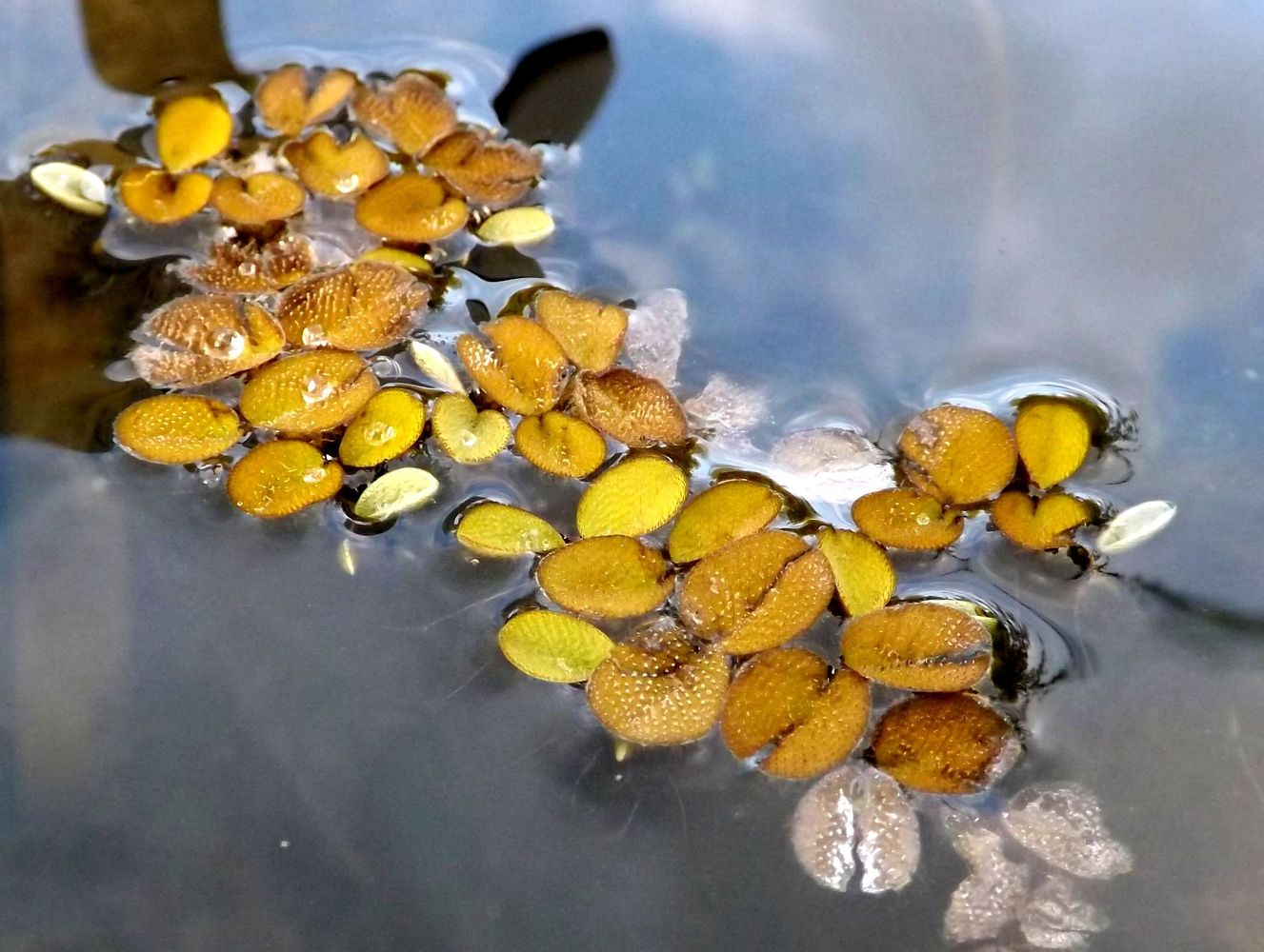 Image of Salvinia minima specimen.