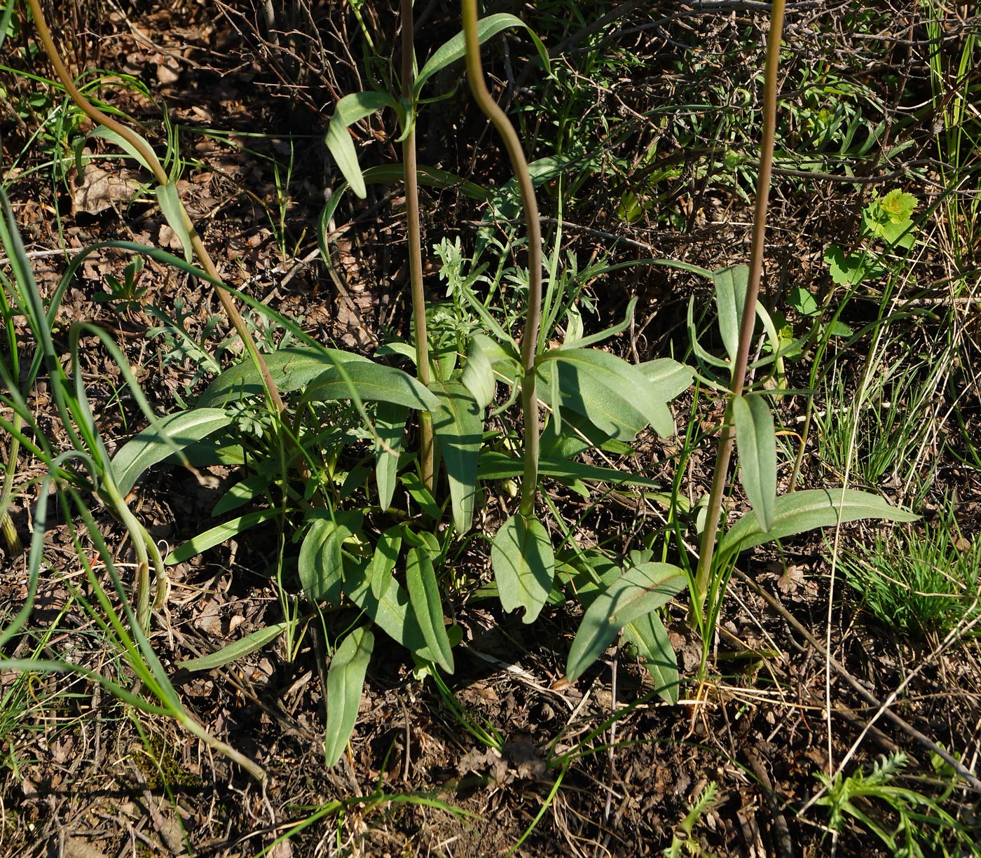 Изображение особи Valeriana tuberosa.