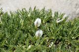 Astragalus angustifolius. Часть \"подушки\" цветущего растения. Греция, о-в Крит, ном Ханья (Νομός Χανίων), дим Платаньяс (Δήμος Πλατανιά), горный массив Лефка Ори (Λευκά Όρη), окр. туристического приюта Каллерги (Καλλέργη), ≈ 1700 м н.у.м., сообщество подушковидных кустарников. 28 июня 2017 г.