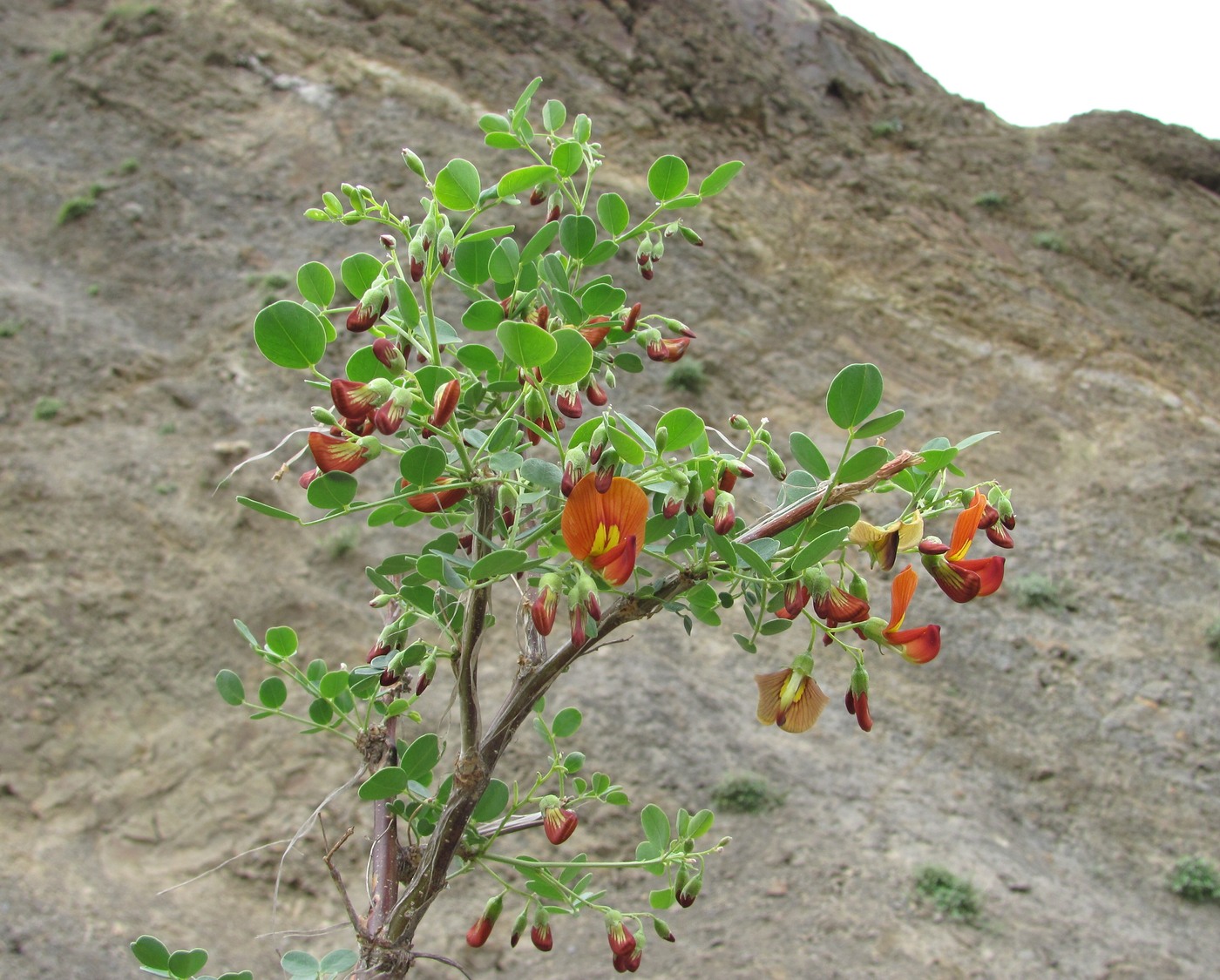 Image of Colutea orientalis specimen.