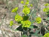 Euphorbia glareosa