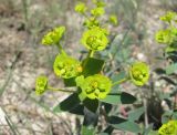 Euphorbia glareosa. Соцветие. Дагестан, г. о. Махачкала, окр. с. Талги, склон горы. 15.05.2018.