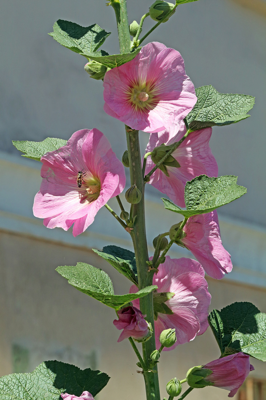 Изображение особи Alcea rosea.