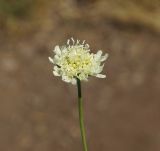 Scabiosa ochroleuca