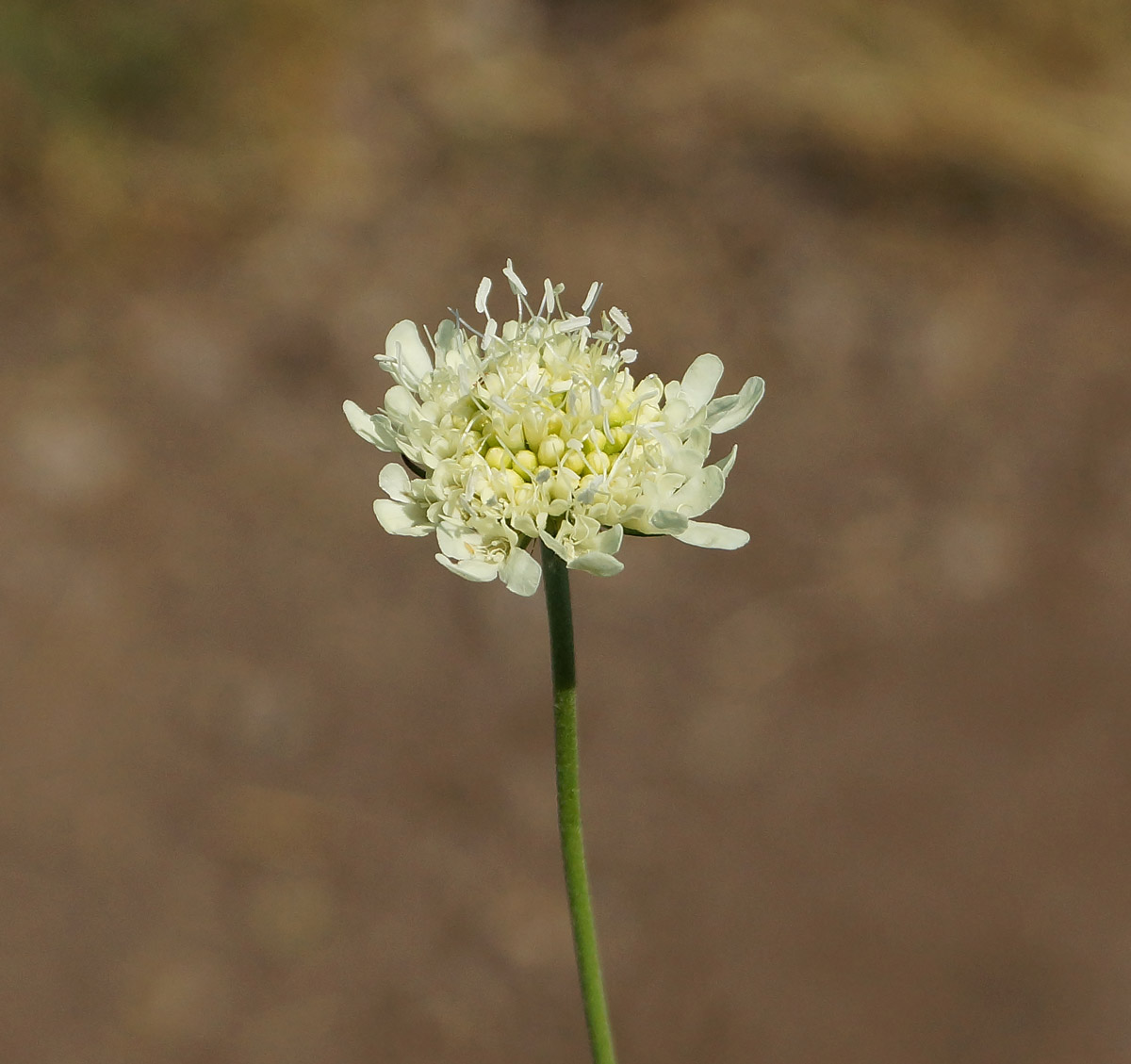 Image of Scabiosa ochroleuca specimen.