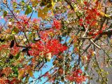 Brachychiton acerifolius